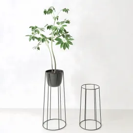 Plant ficus norm architects